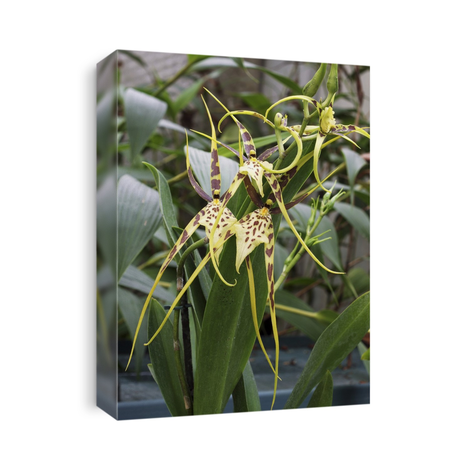 Spider orchid (Brassia Eternal Wind).