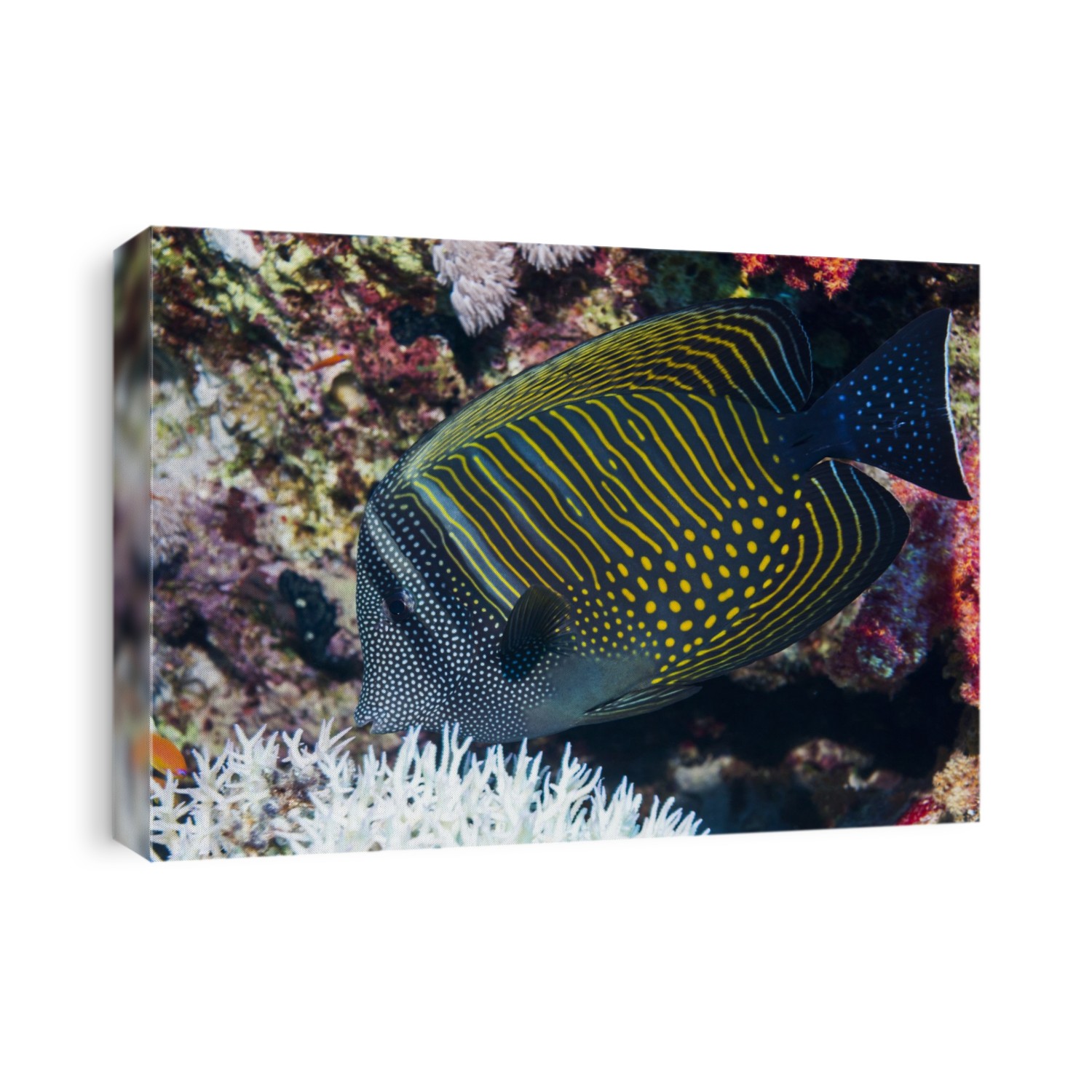 Red Sea sailfin tang or Desjardin's sailfin tang (Zebrasoma desjardinii). Adults are usually found in pairs, while juveniles are solitary. Photographed in Egypt, Red Sea.