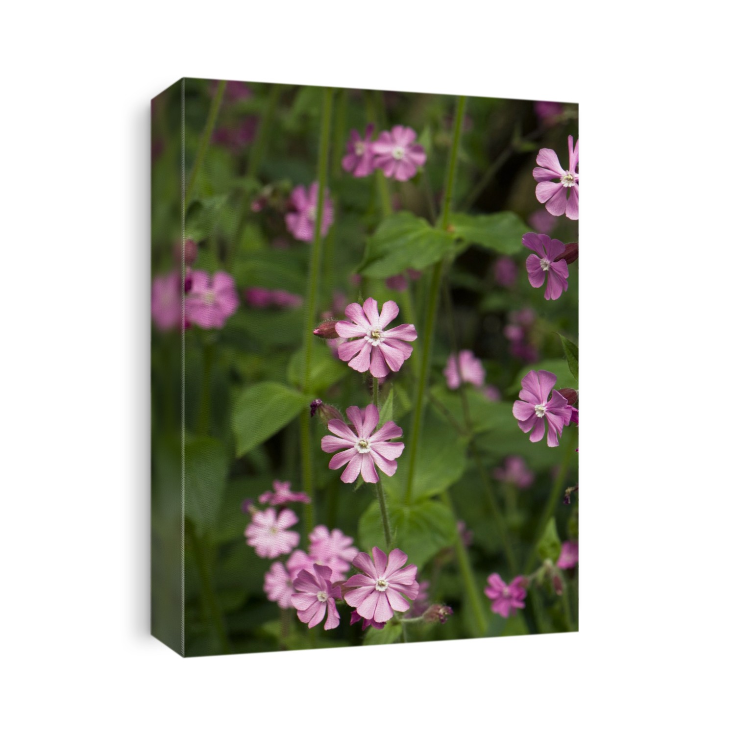 Silene dioica flowers.