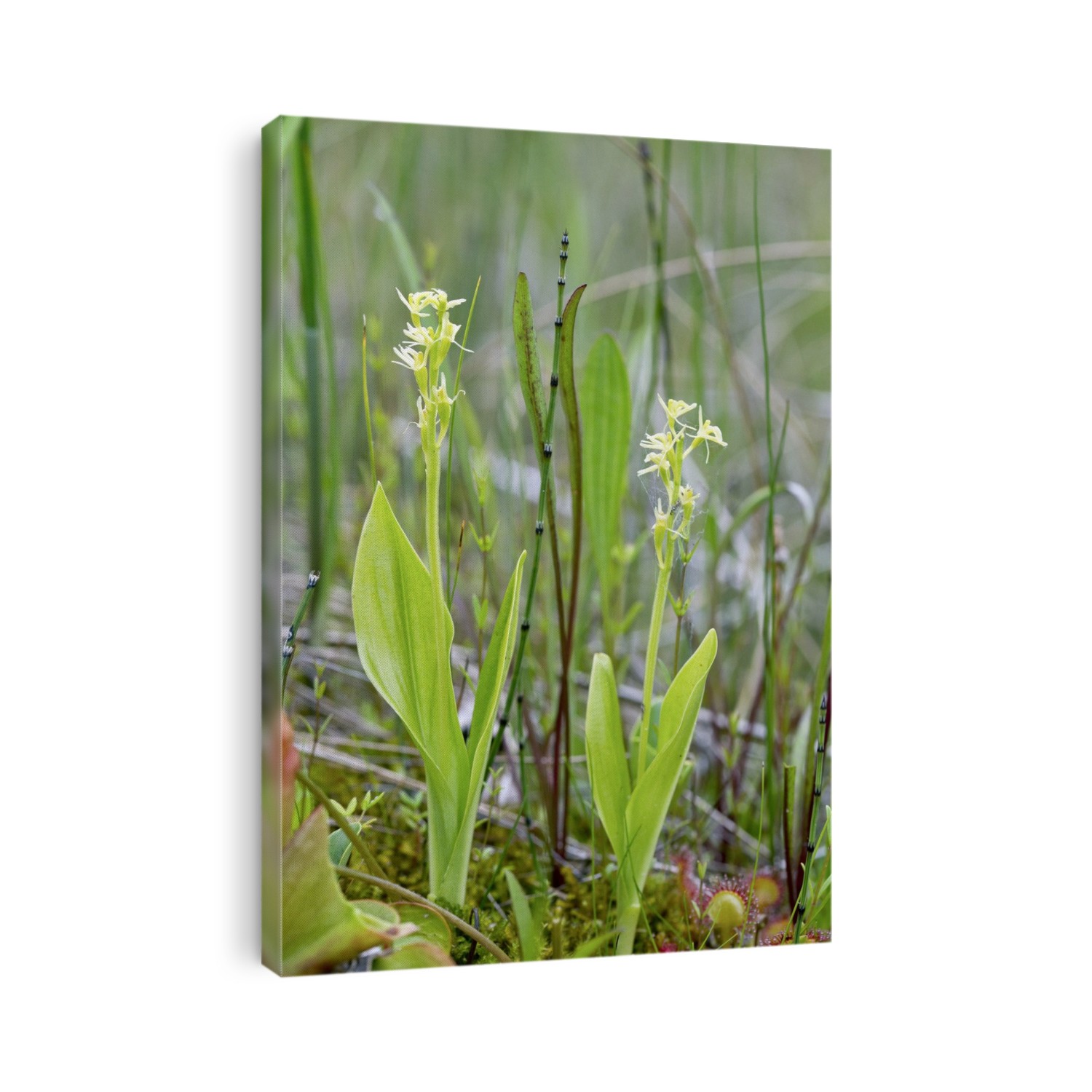 Fen orchid (Liparis loeselii) in flower. Photographed in Canada.