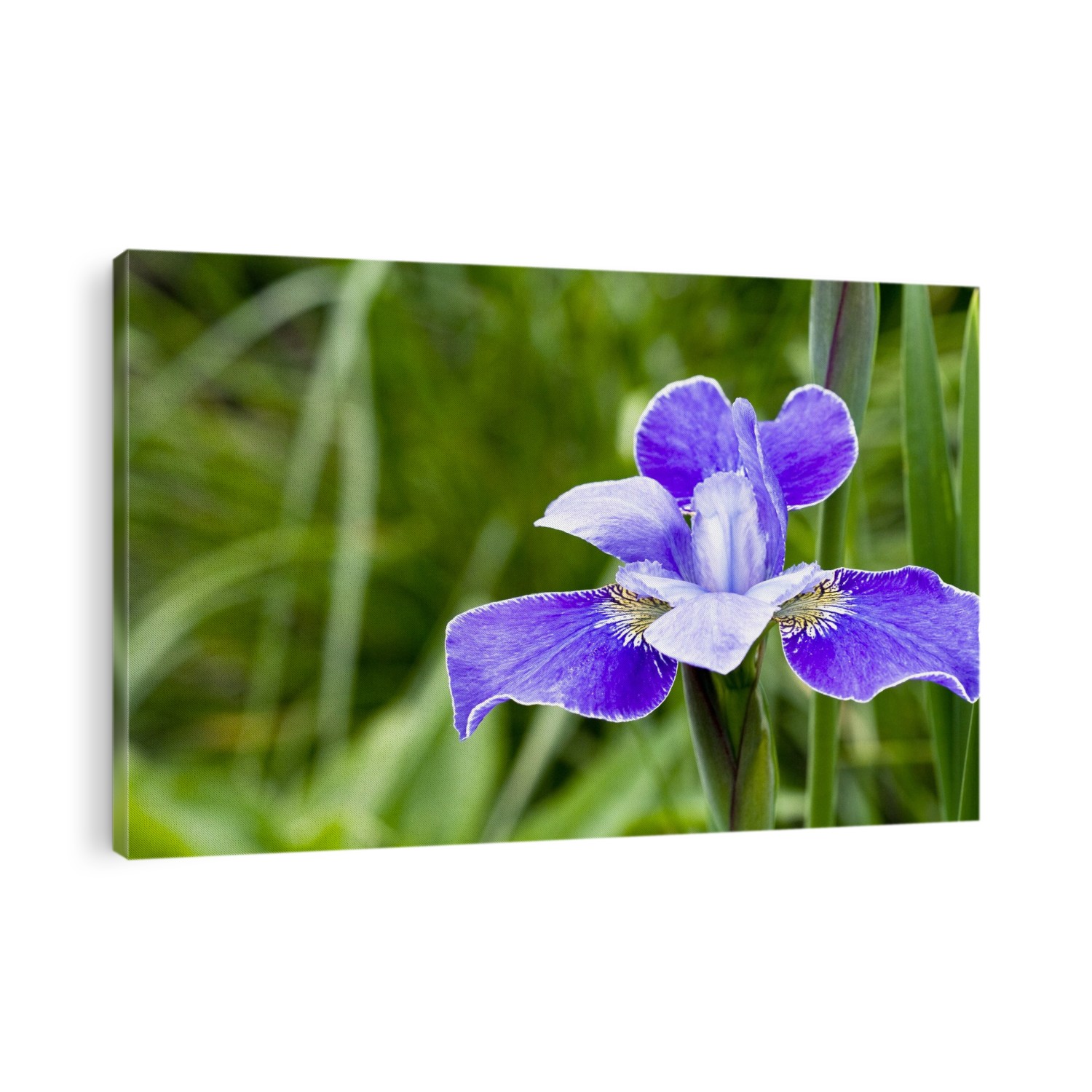Flower of a Flag Iris (Iris sibirica 'Silver' ).