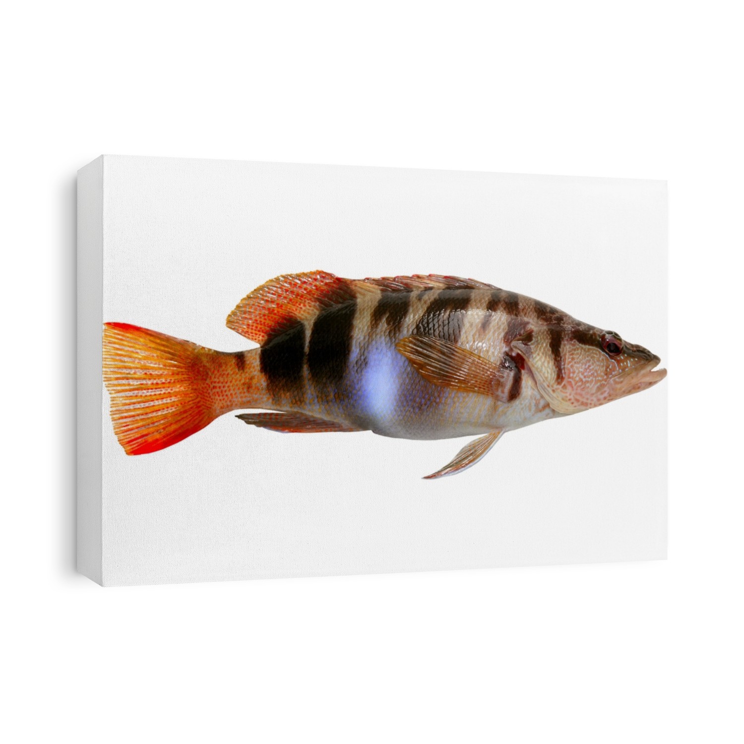 Serranus Scriba fish Painted Comber from mediterranean isolated on white