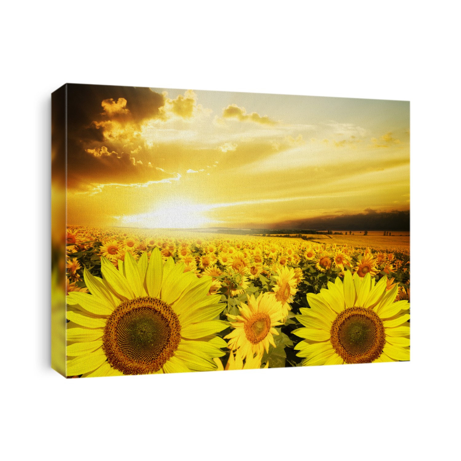 Field of flowers sunflowers on a background sunset