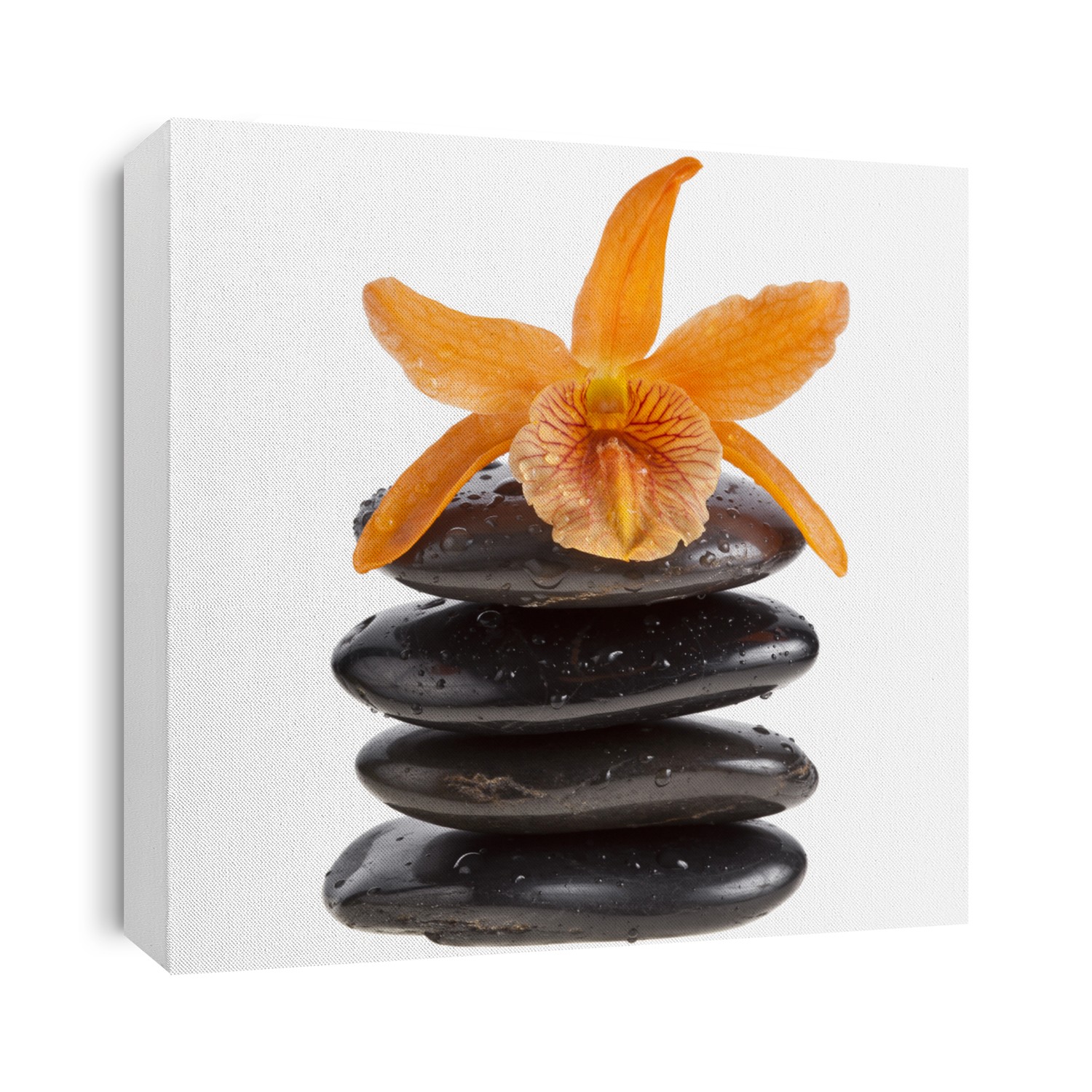 spa concept , orchids on zen stones isolated