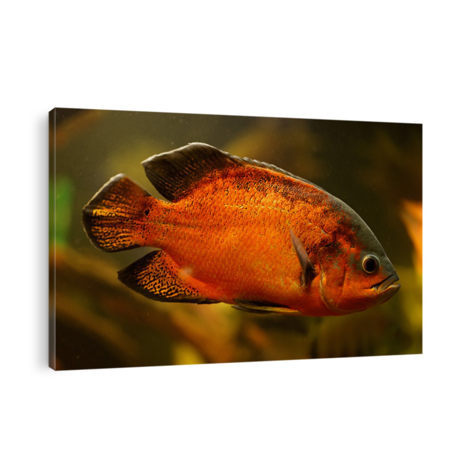 Oscar fish (Astronotus ocellatus) swimming underwater