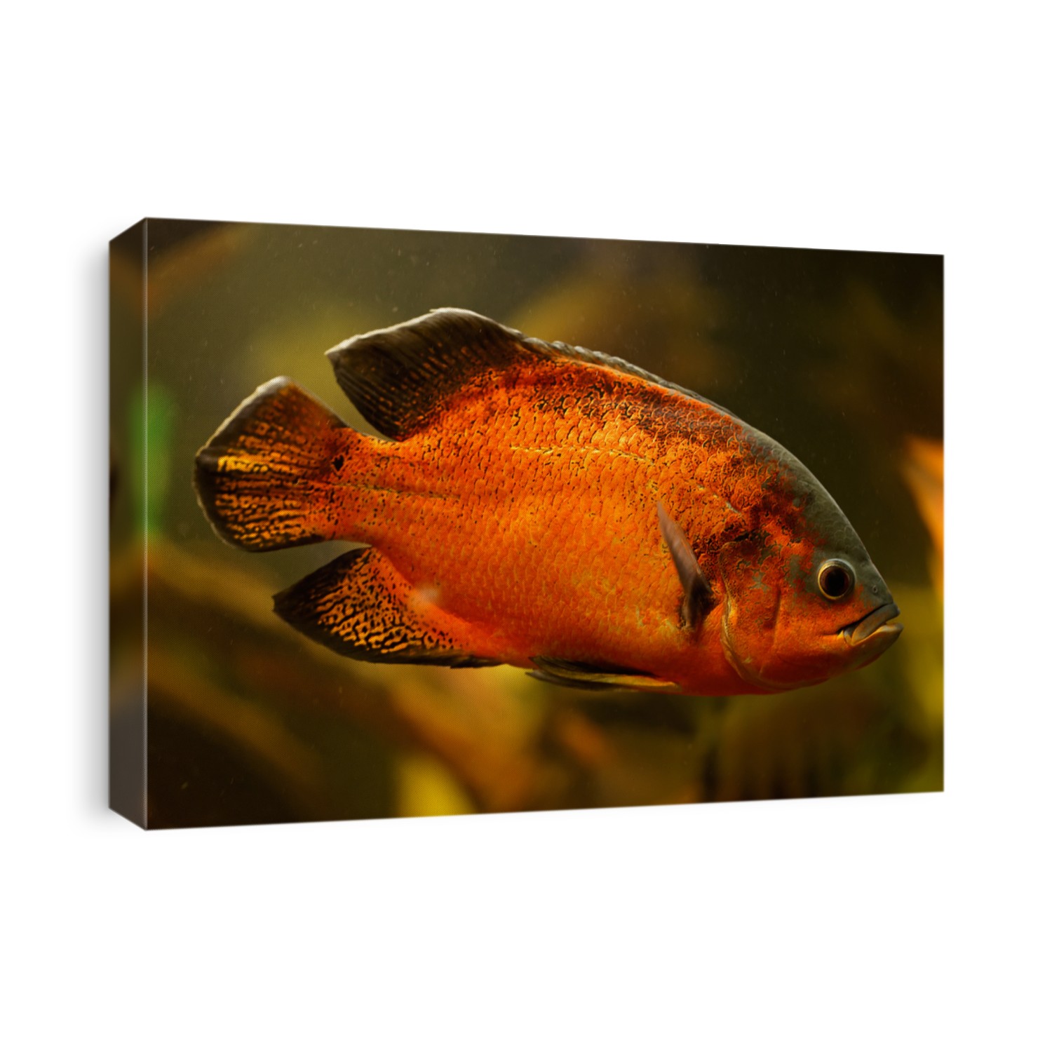 Oscar fish (Astronotus ocellatus) swimming underwater