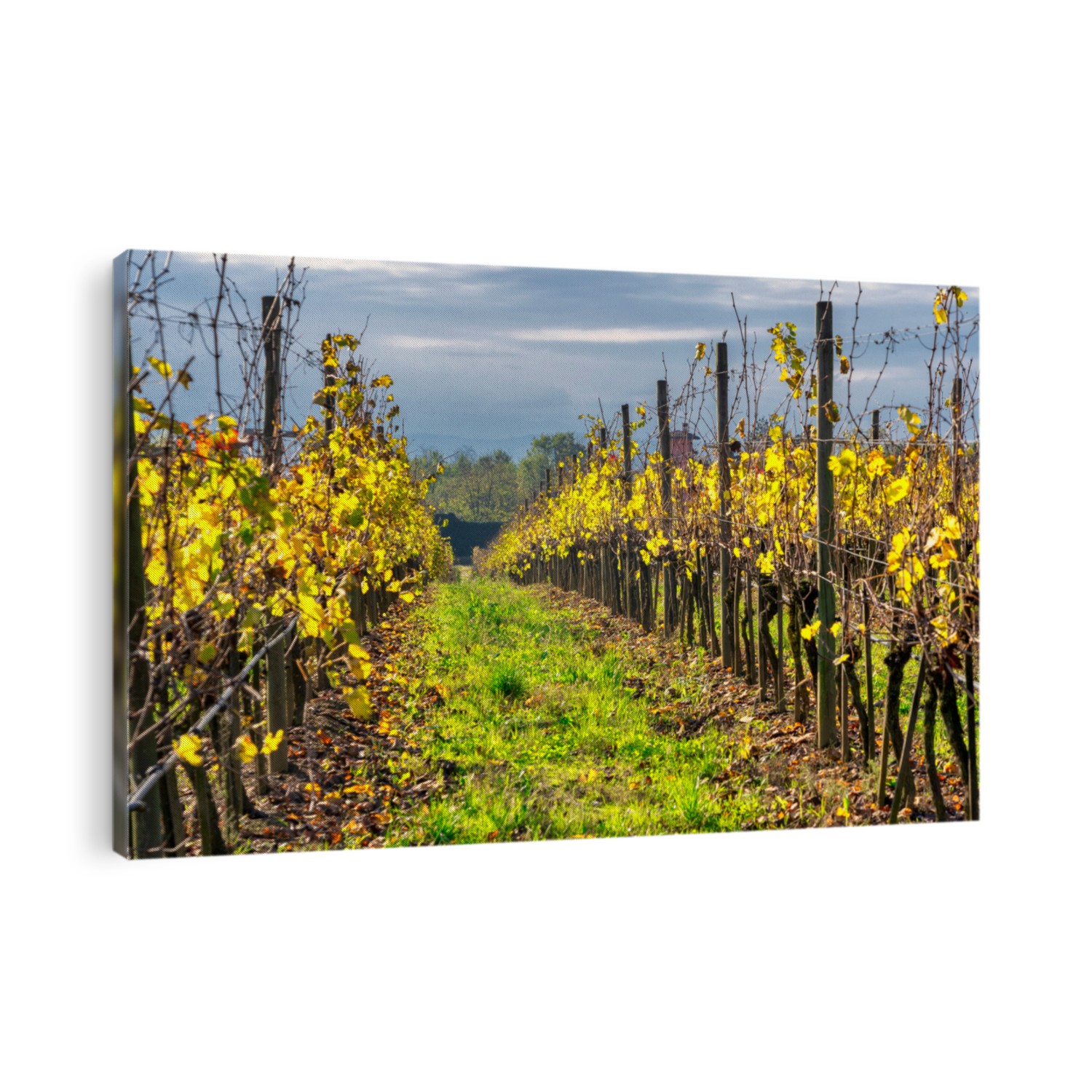 Vineyards of the San Colombano al Lambro hill, Milan, Lombardy, Italy, at fall