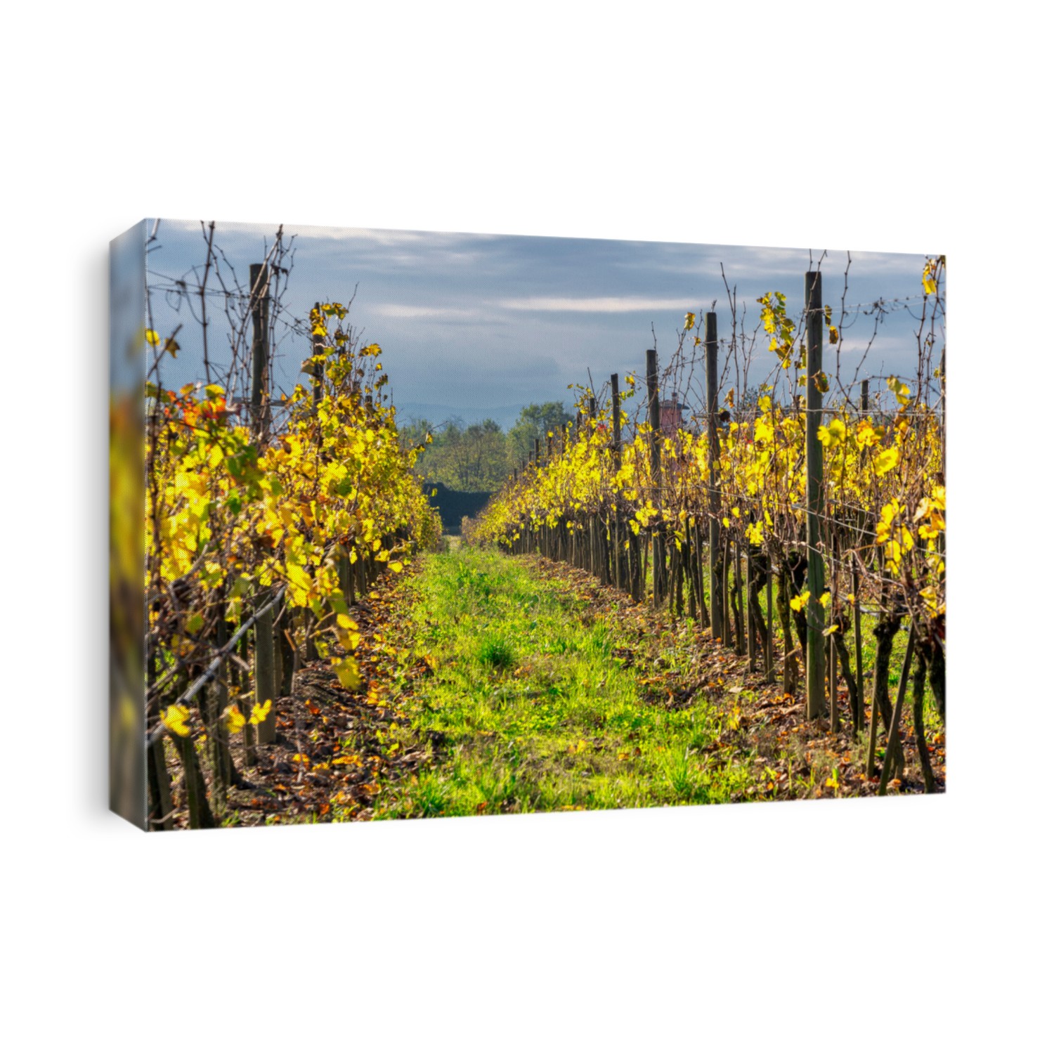 Vineyards of the San Colombano al Lambro hill, Milan, Lombardy, Italy, at fall
