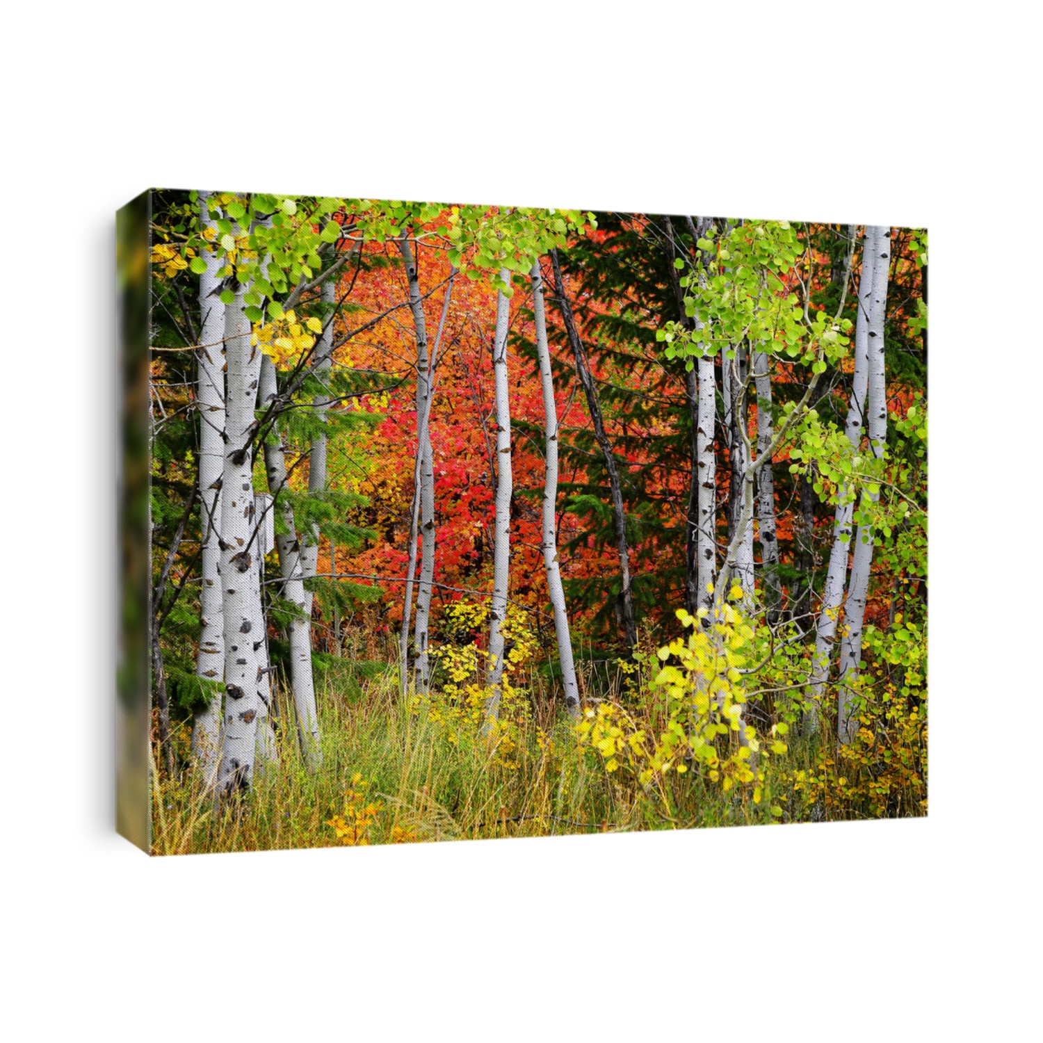 Autumn foliage including birch and maple trees with pine forest