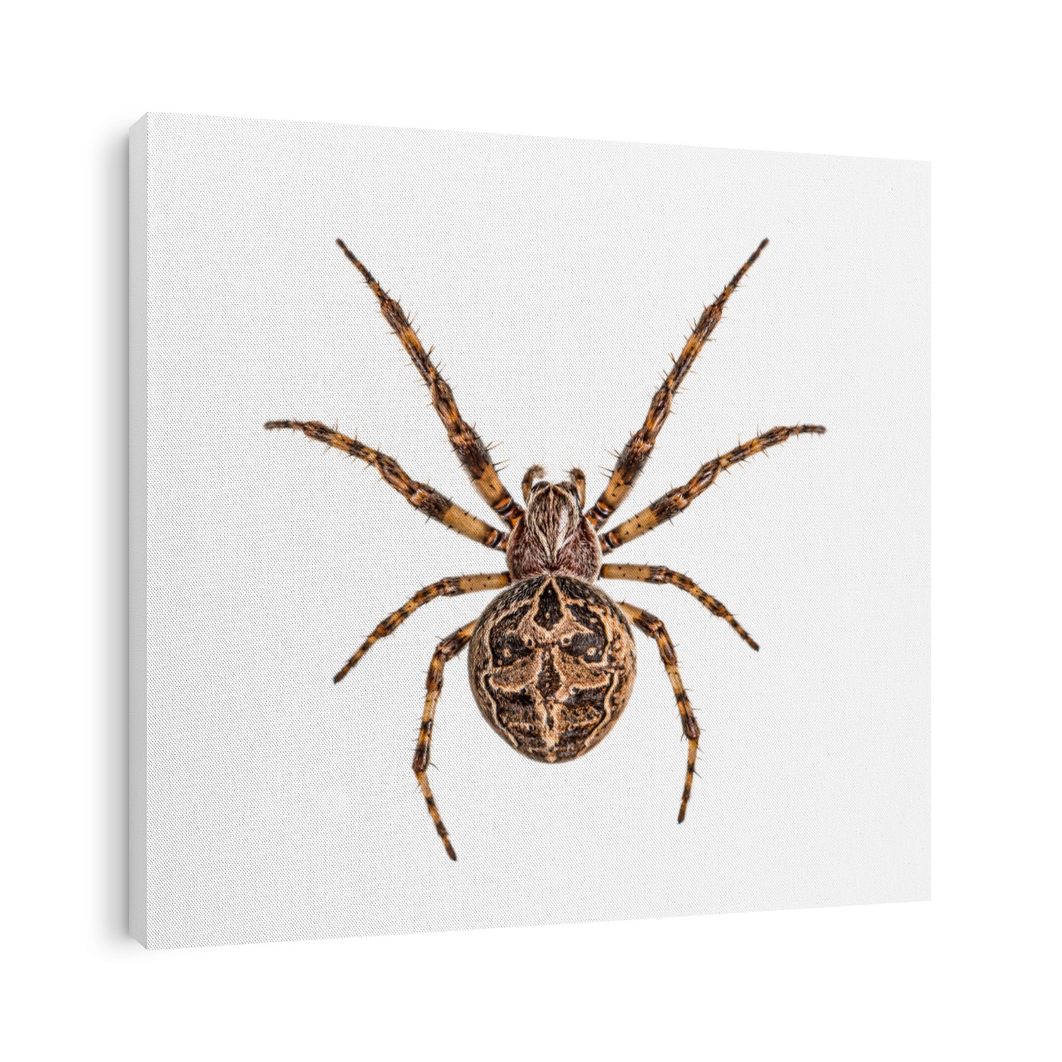 Diadem spider on its web, Araneus diadematus, isolated