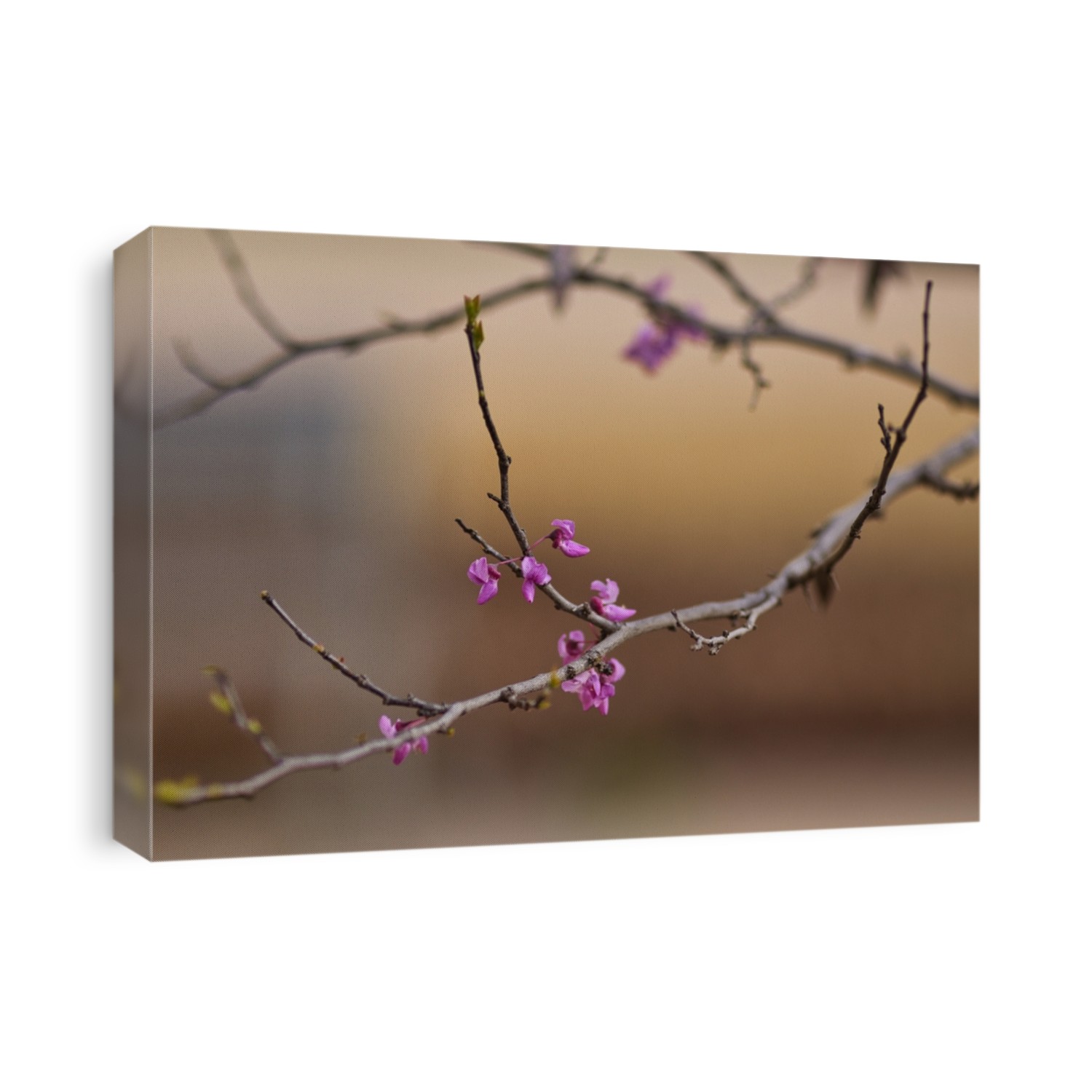 A close-up shot of branches of Eastern redbud tree isolated on a blurred background