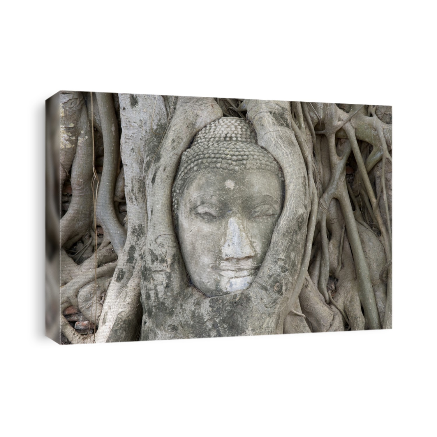 Thailand: Buddha head strangled by the roots of a banyan tree in Ayuthaya