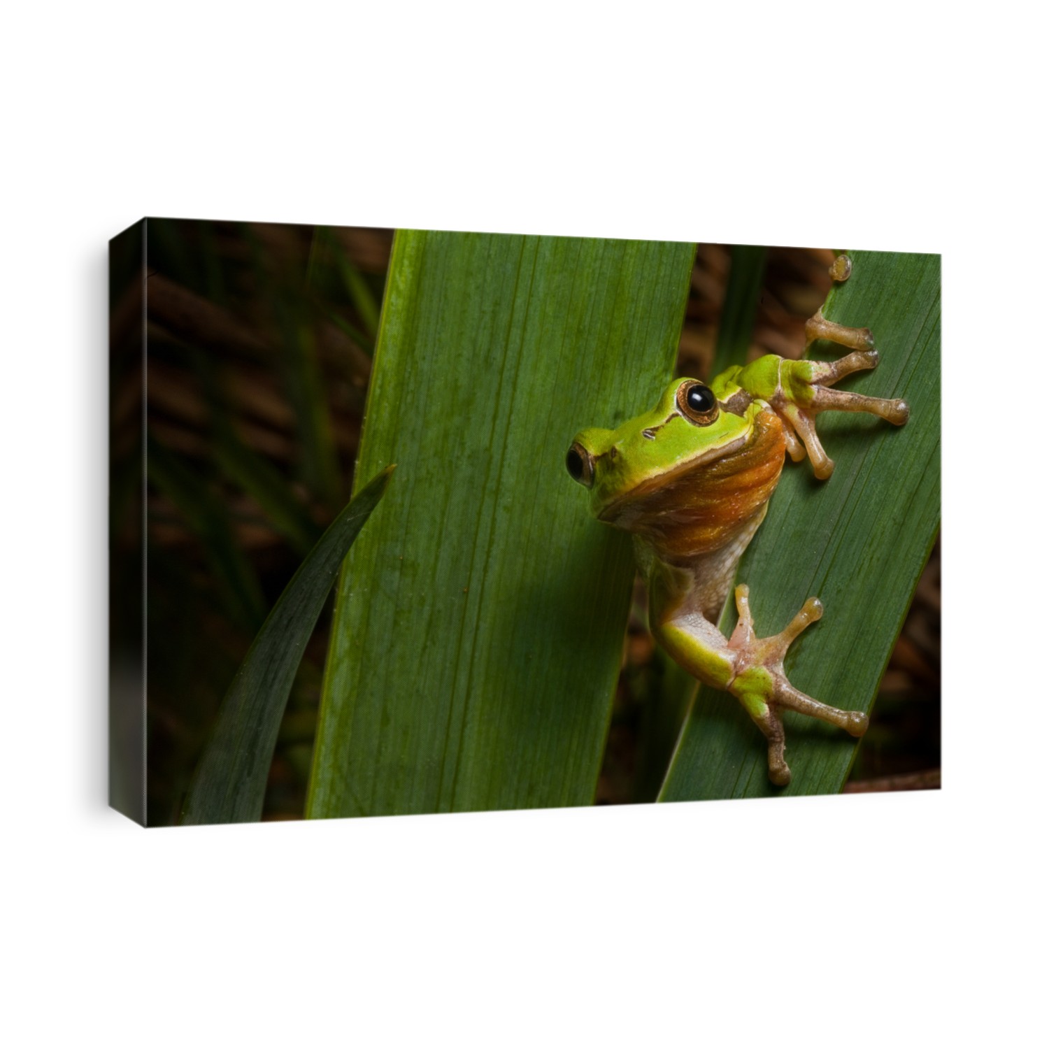 tree frog Hyla arborea sitting next to a pond green treefrog endangered european amphibian macro with copy space  nocturnal night animal climbing on leaf