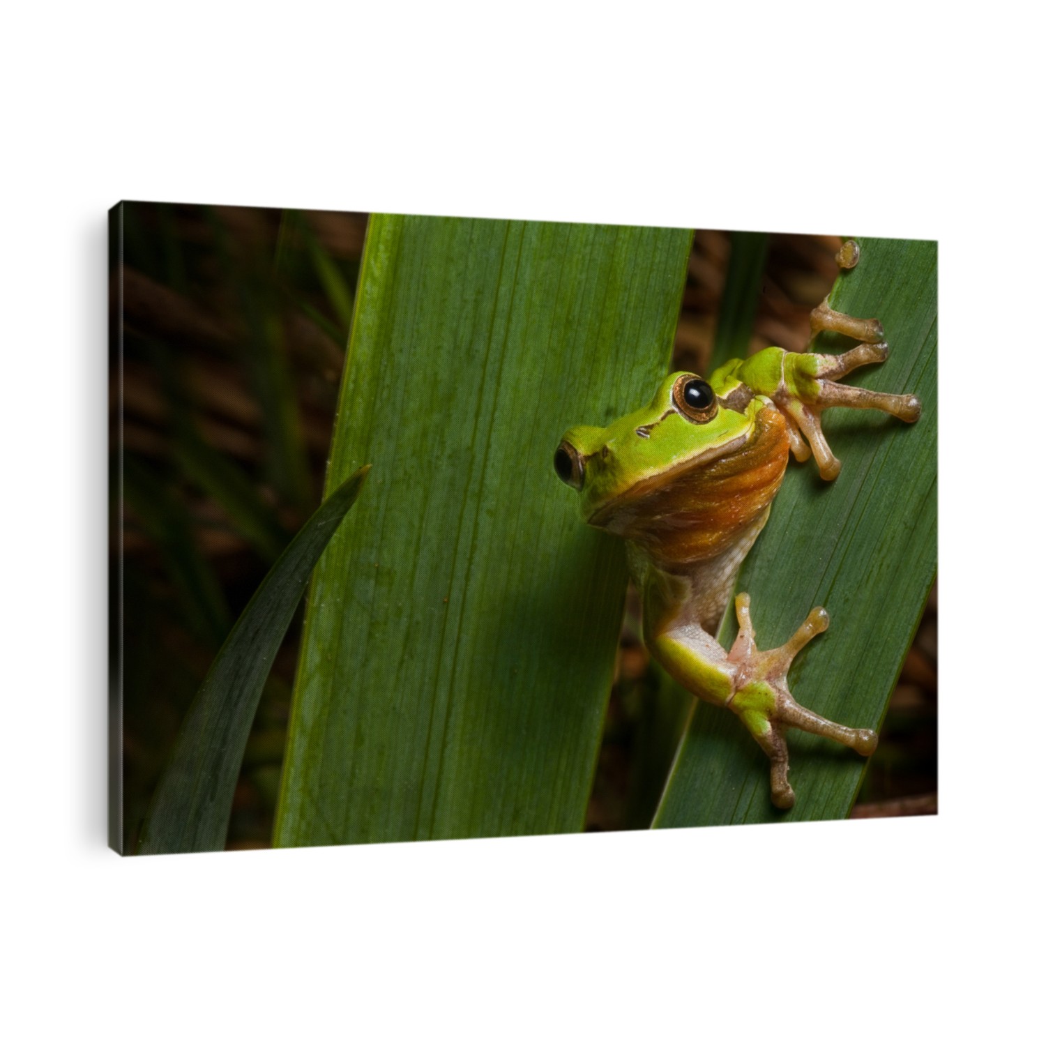 tree frog Hyla arborea sitting next to a pond green treefrog endangered european amphibian macro with copy space  nocturnal night animal climbing on leaf